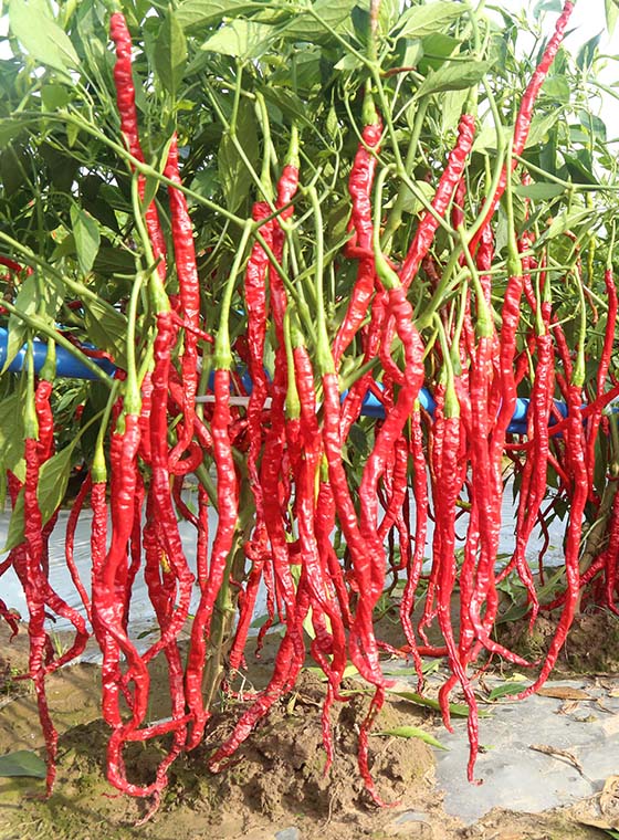 川椒种业-辣椒自然干制的方法