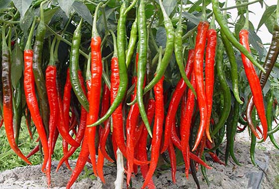 川椒种业：辣椒有多少品种您了解吗？辣椒品种大盘点