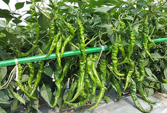 川椒种业：高产螺丝椒种子特点及培育要点