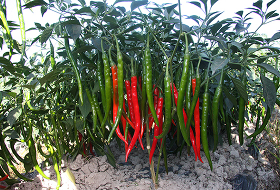 川椒种业：如何选择冬季大棚种植的辣椒种子