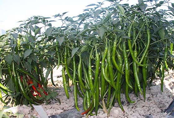 川椒种业：做干椒的辣椒品种要满足什么条件