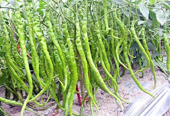 川椒种业：辣椒种子不同生育期的需肥反应