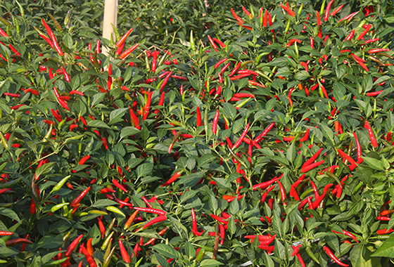 川椒种业：高辣度的朝天椒为什么那么受欢迎