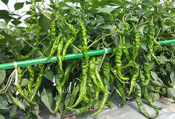 川椒种业：有关辣椒种子种植中耕的效应和作用