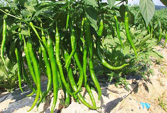 川椒种业：新手椒农获得丰收，只因找对了辣椒种子批发渠道
