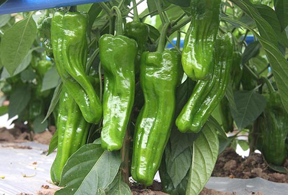 川椒种业：辣椒在农业范围内的影响力到底有多大？