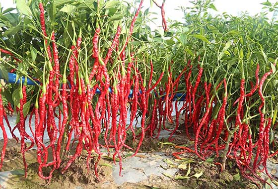 川椒种业：辣椒果实在成熟过程中的催熟条件