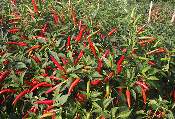 川椒种业：朝天椒种子品种是单生的好还是簇生的好呢？