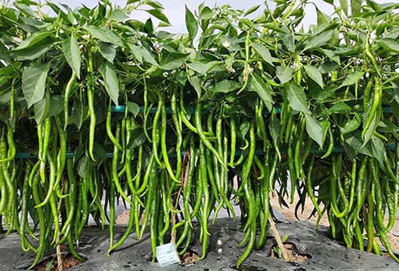 川椒种业：什么样的辣椒品种耐运输？