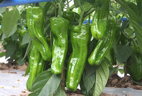 川椒种业：种植辣椒可不是施肥越多越好