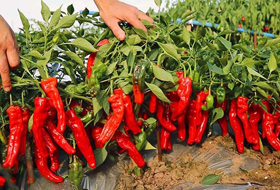 川椒种业：所有青椒品种都可以做反季节辣椒种植吗？