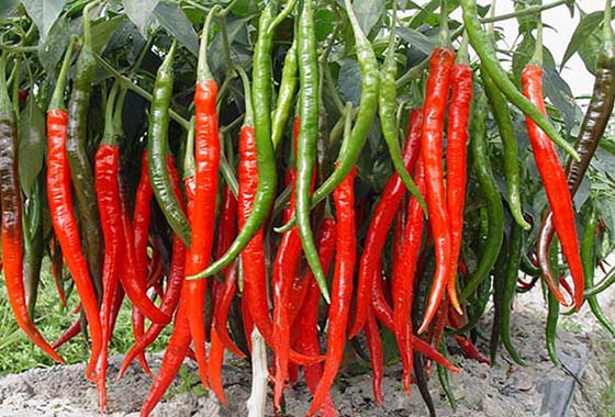 川椒种业：要想辣椒产量高，种植管理是关键