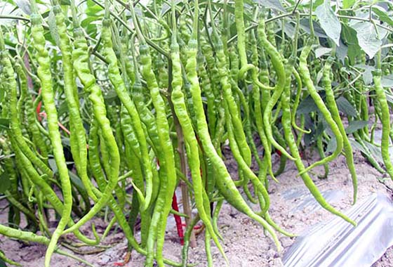 川椒种业：辣椒种子企业，辣椒怎样栽培才高产？