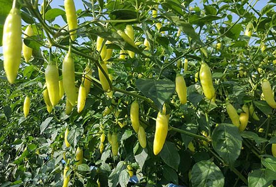 川椒种业：辣椒有多少品种，你知道吗？