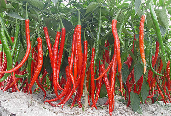川椒种业：川椒种业告诉您如何辨别青椒种子的优劣 