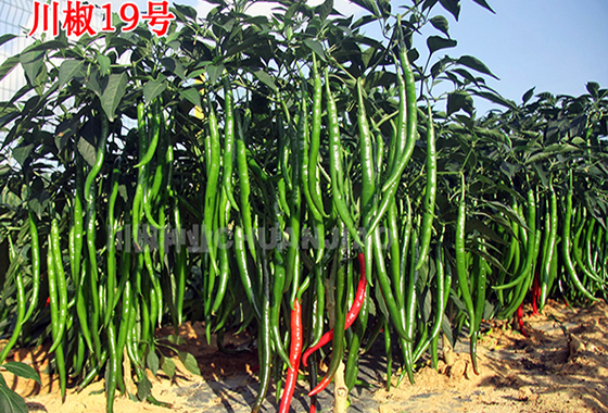 川椒种业：云南保山需要什么类型的辣椒种子呢？