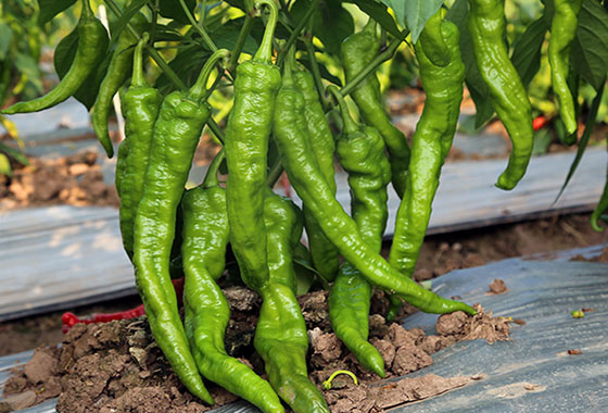 川椒种业：鲜食辣椒种子种植后如何防止早衰？