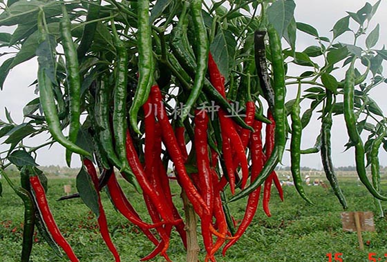 川椒种业：高辣型朝天椒品种有哪些？