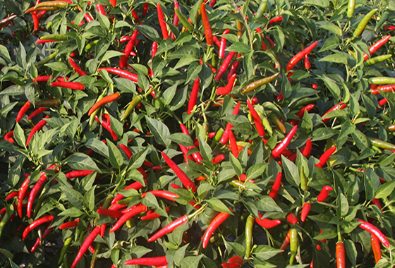 川椒种业：辣椒种类那么多，适合做干辣椒的辣椒品种又有哪些特性呢？