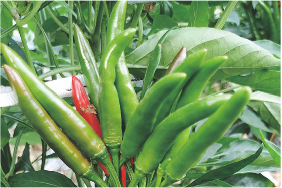 川椒种业：高辣型朝天椒价格持续走高，你准备好种植了吗？