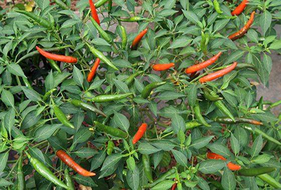 川椒种业：什么朝天椒品种适合做鲜红椒