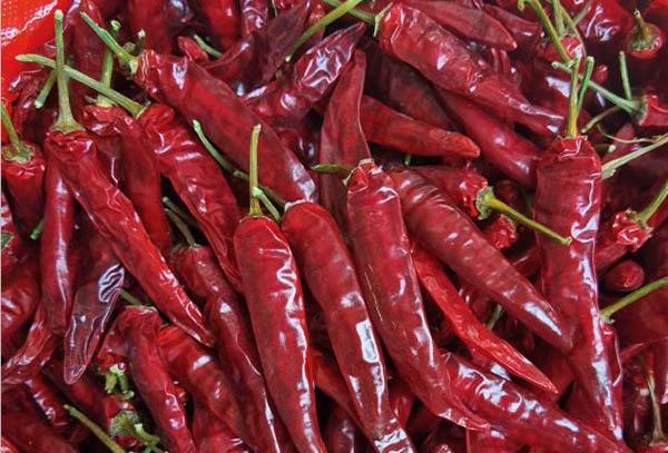 川椒种业：种朝天椒就要选高辣、高产的辣椒种子