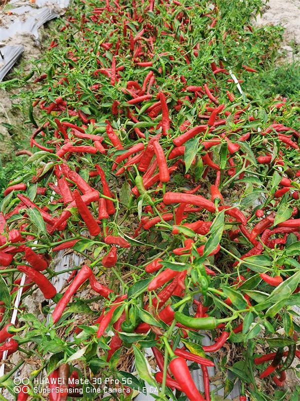 川椒种业-高辣度的朝天椒