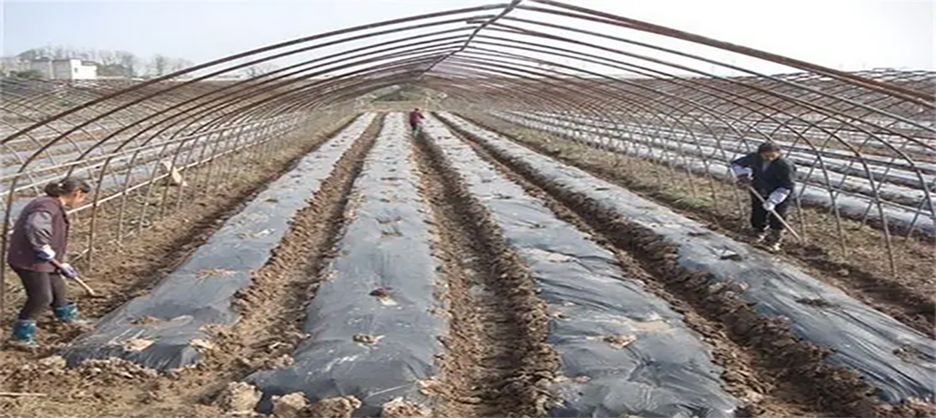 川椒种业：辣椒地膜覆盖栽培定植前的田间准备