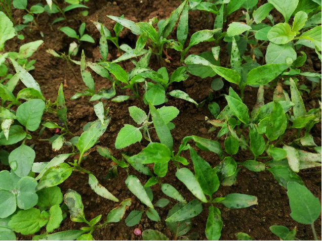 川椒种业：辣椒早疫病的症状及防治方法及高效农药波尔多液的制作方法
