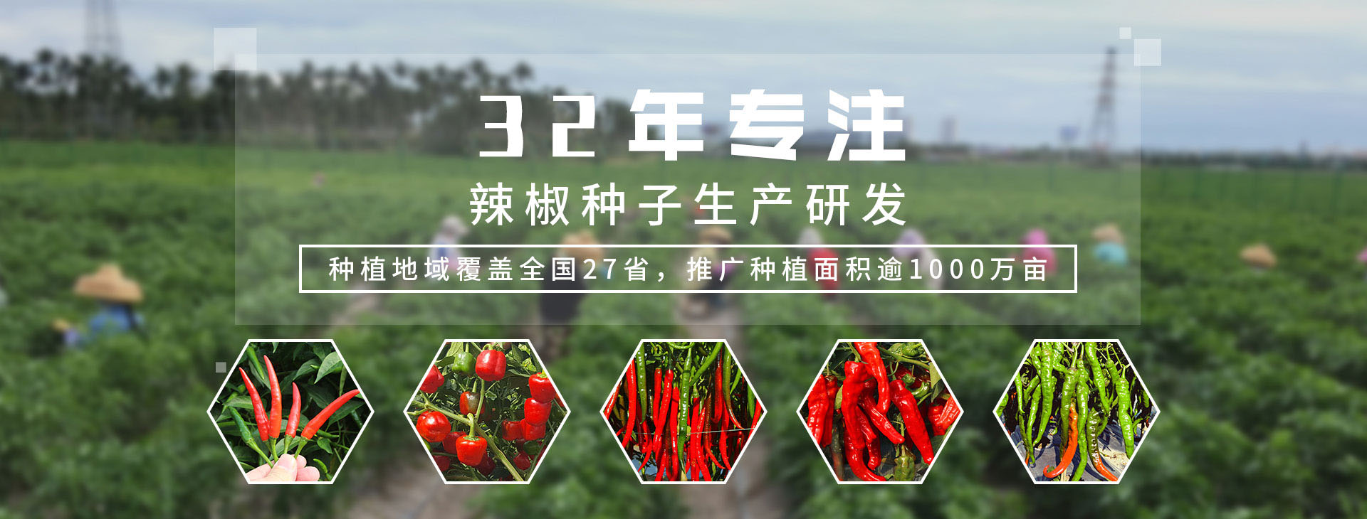 32年专注辣椒种子生产研发，种植地域覆盖全国27省，推广种植面积逾1000万亩