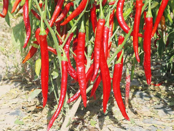 辣椒从选种到播种的种植过程及方法介绍
