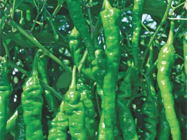 川椒种业：天气炎热，辣椒种植时要小心日灼病