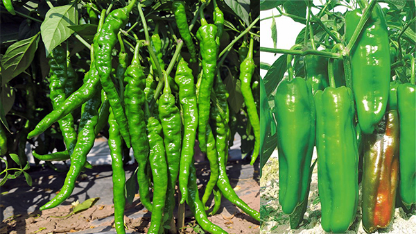 种植青椒需要注意的四个方面