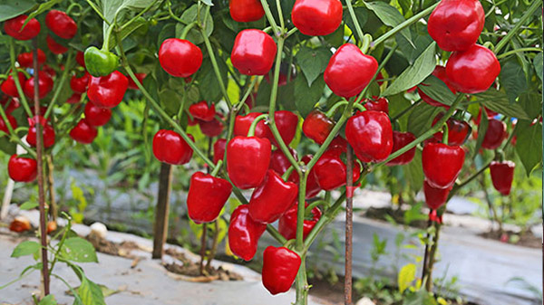 老少皆宜的灯笼椒要如何种植？