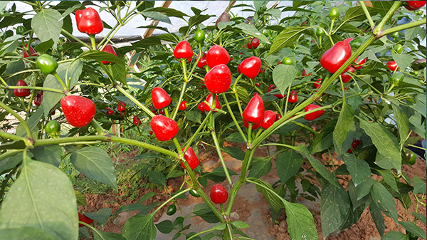 冬天种植辣椒的适宜温度和种植技巧分享