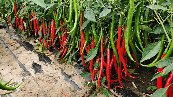 造成辣椒产量低的原因有哪些？