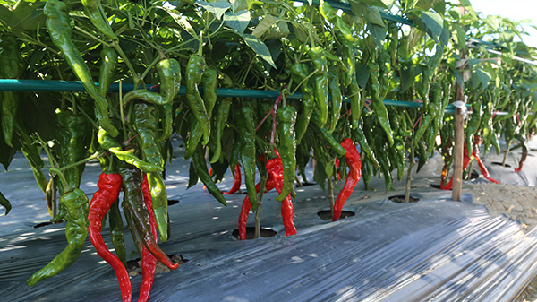 冬季如可以种植辣椒吗？怎么种？
