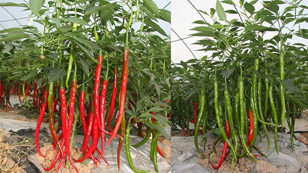 辣椒一般什么时候会停止生长？