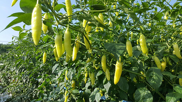 打过农药后的辣椒多久可以食用？