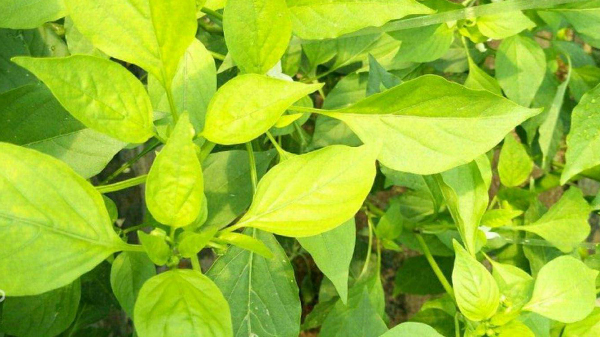 川椒种业：辣椒叶片发黄的原因有哪些？