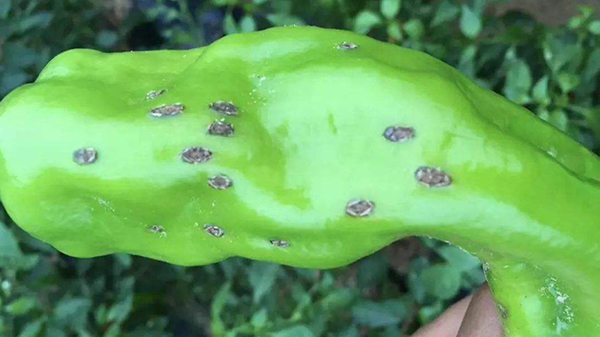 川椒种业：辣椒黑斑病的表现及防治措施