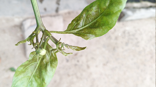 川椒种业：辣椒茶黄螨的防治措施