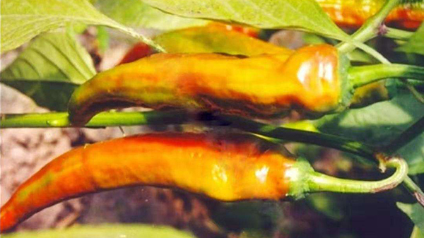 川椒种业：辣椒虎皮病的发生原因及预防措施