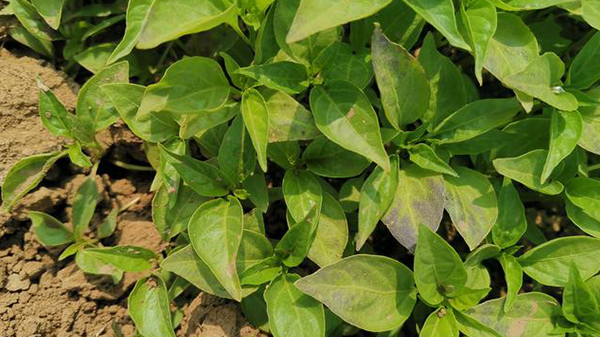 川椒种业：辣椒苗出现冻害的原因及防治措施