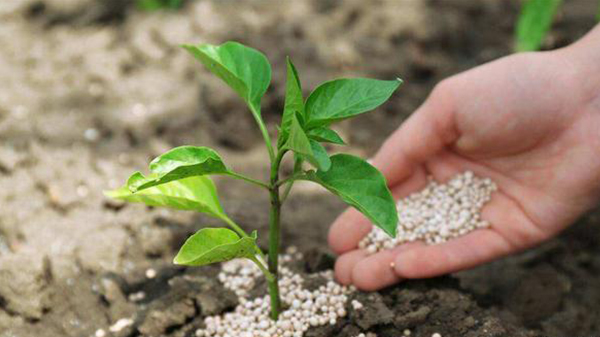 川椒种业：辣椒生长过程中需要哪些肥料？