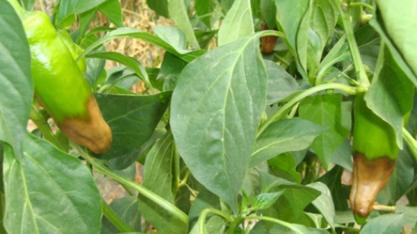 川椒种业：辣椒缺硼的症状、原因及防治措施介绍