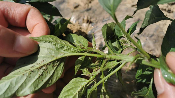 川椒种业：辣椒上出现蚜虫怎么办？