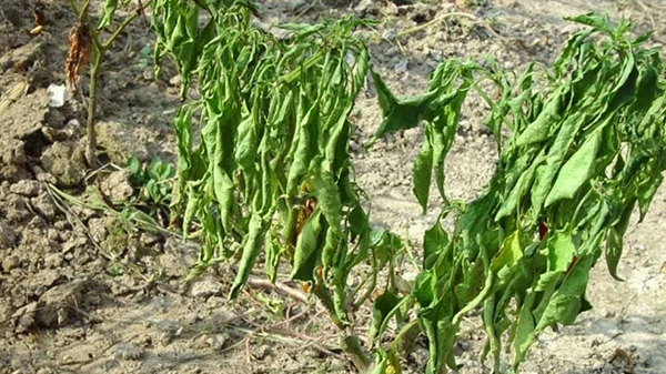 川椒种业：重茬对辣椒生长的危害及解决方法