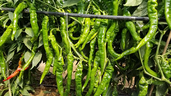 川椒种业：延长辣椒采收期的五个操作