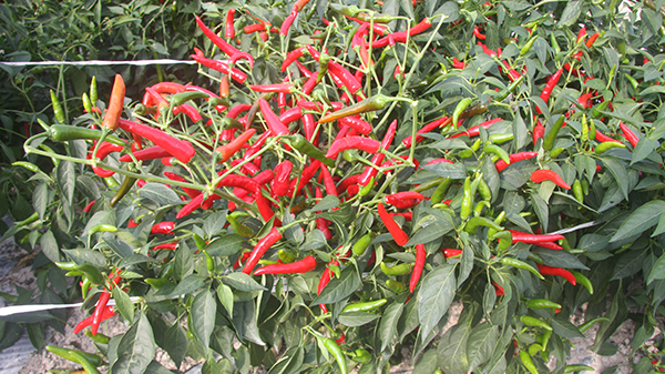 川椒种业：朝天椒种植要注意预防的四种病害
